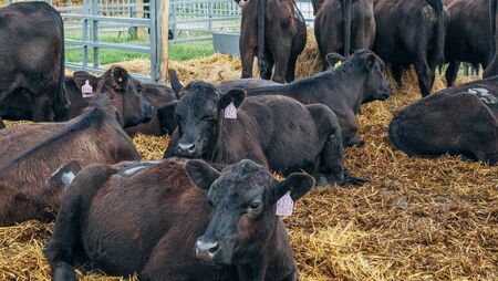 Farming: Latest results from Dungarvan Mart