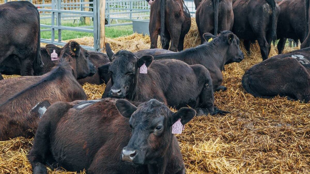 Farming: Latest results from Dungarvan Mart