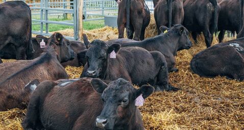 Farming: Latest results from Dungarvan Mart
