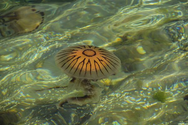Compass jellyfish spotted on an Irish beach. Compass jellyfish spotted on an Irish beach.