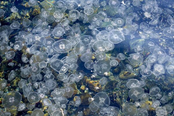 Large bloom of jellyfish at sea. Large bloom of jellyfish at sea.