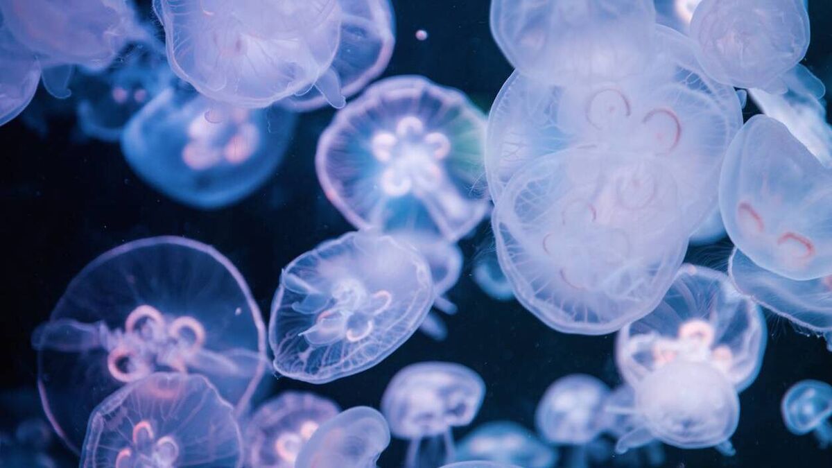 Blooms of jellyfish spotted swimming along the Waterford coast