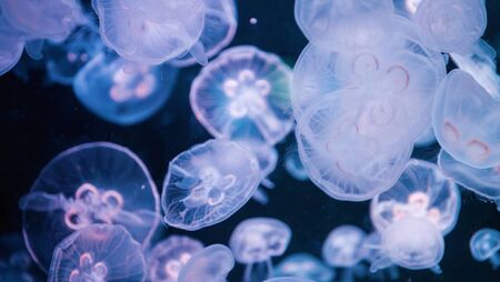 Blooms of jellyfish spotted swimming along the Waterford coast
