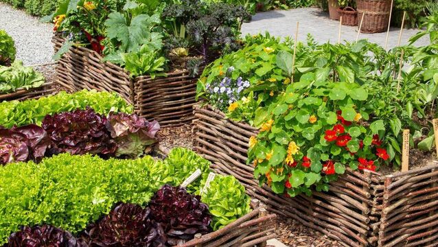 <p>Fresh vegetables, herbs and flowers can all be grown together in the garden.</p>