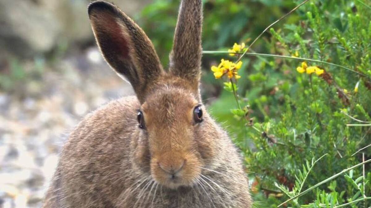 Catherine Drea: Do any of them care? - Waterford TDs vote in support of hare coursing