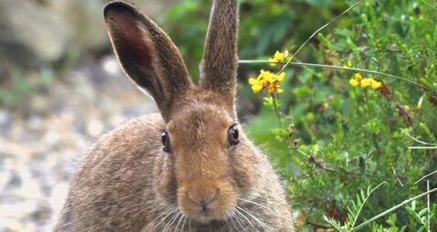 Catherine Drea: Do any of them care? - Waterford TDs vote in support of hare coursing