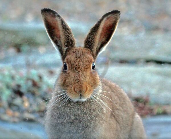 The Irish Hare as photographed by Catherine Drea. The Irish Hare as photographed by Catherine Drea.