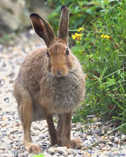 The beautiful Irish hare. The beautiful Irish hare.