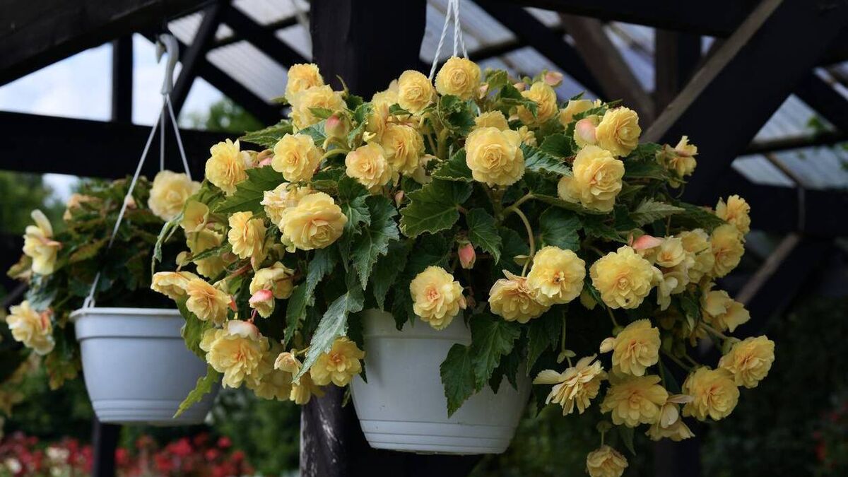 Green Fingers: Hardy flowering plants bridge the gap