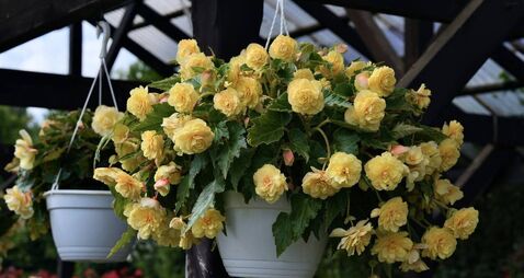 Green Fingers: Hardy flowering plants bridge the gap