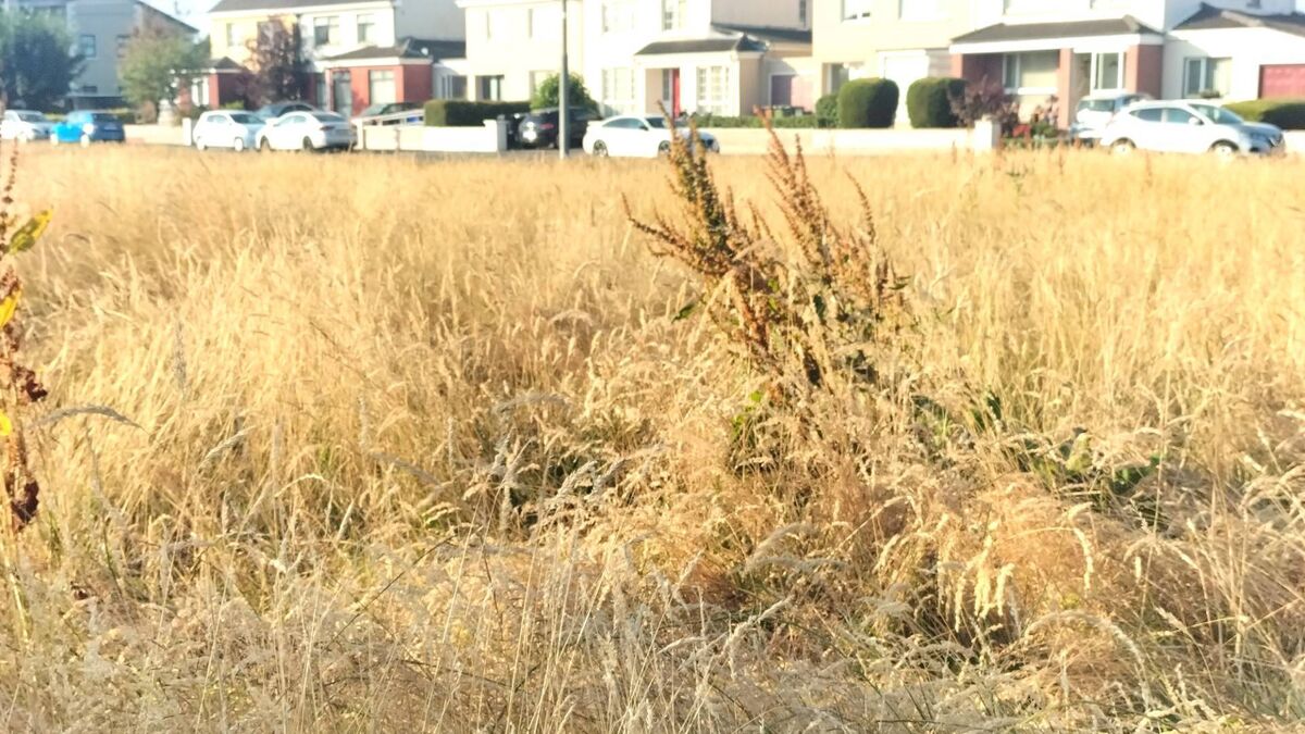 Calls to review dry meadows amidst fire concerns
