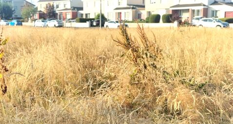 Calls to review dry meadows amidst fire concerns