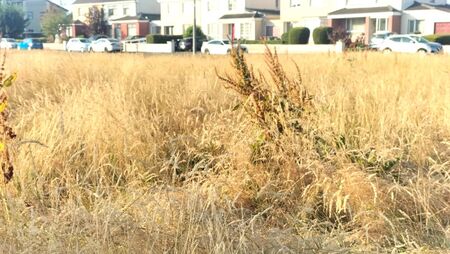 Calls to review dry meadows amidst fire concerns