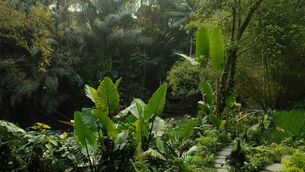 <p>Some people go the whole hog and create a tropical garden and this can be quite beautiful</p> <p>Some people go the whole hog and create a tropical garden and this can be quite beautiful</p>