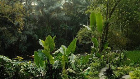 Green Fingers: Bright and breezy plants