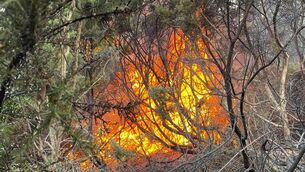 <p>The fire at Ballinakill Downs riverwalk in Waterford. Pic: Eoghan Hartery</p>
