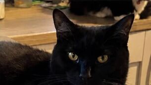 <p>Salem has been missing for over 2 weeks. </p>