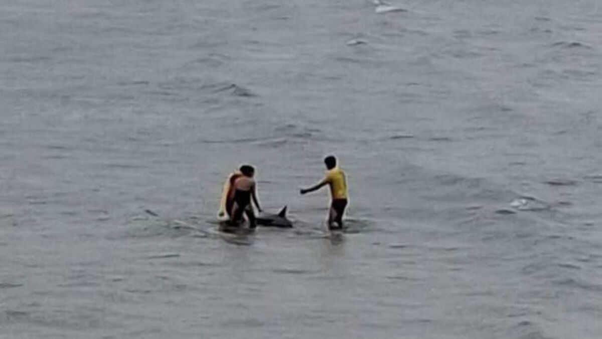 Whale rescued at Ardmore Beach