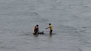 <p>People help a beached whale at Ardmore Beach. Credit: Water Safety Waterford.</p> <p>People help a beached whale at Ardmore Beach. Credit: Water Safety Waterford.</p>
