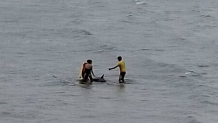 Whale rescued at Ardmore Beach