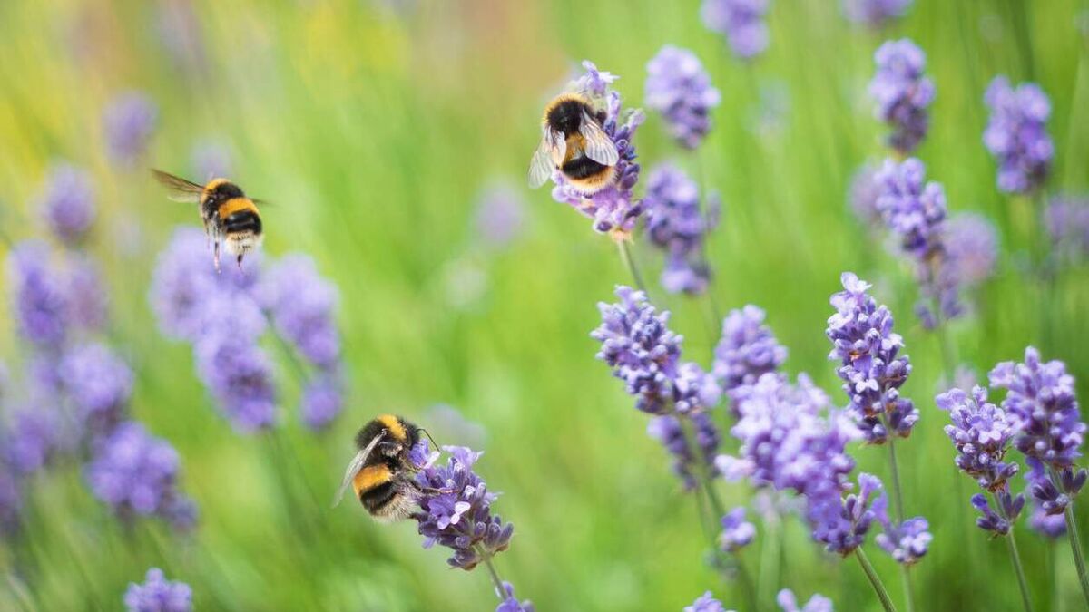Waterford will be buzzing with activity next weekend as the Wild Bee Festival returns