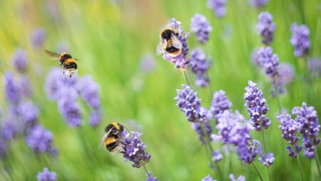 Waterford will be buzzing with activity next weekend as the Wild Bee Festival returns