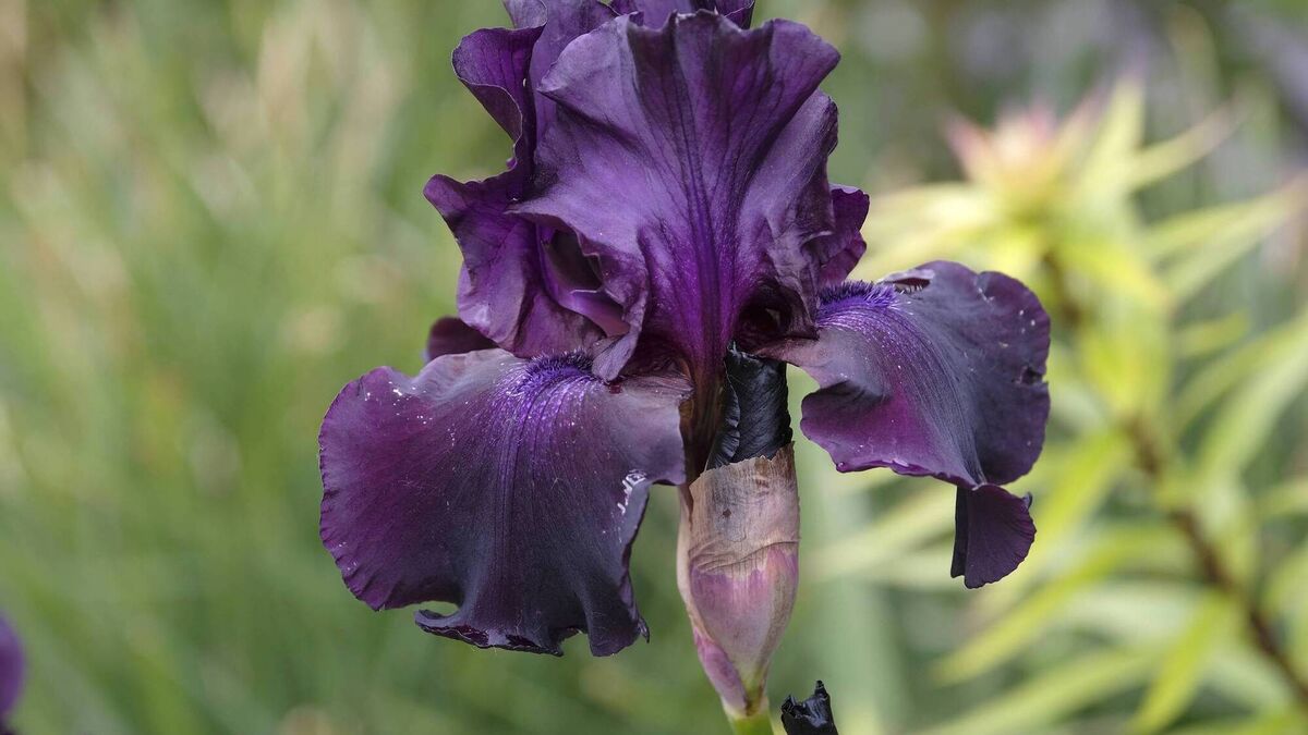 Rainbow iris and scented seas of lavender