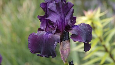 Rainbow iris and scented seas of lavender