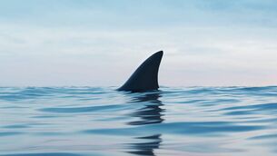 <p>The incident occurred off Ardmore on Tuesday</p> <p>The incident occurred off Ardmore on Tuesday</p>