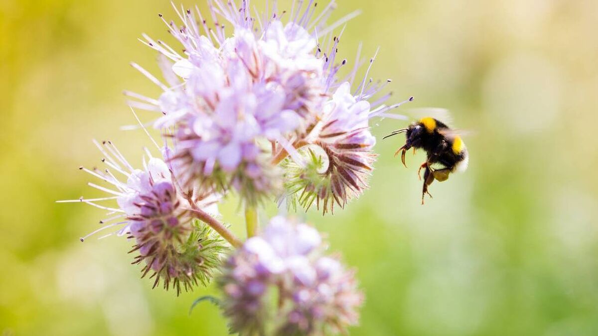 Waterford set to host Wild Bee Festival this weekend