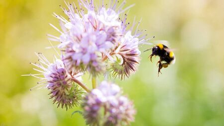 Waterford set to host Wild Bee Festival this weekend