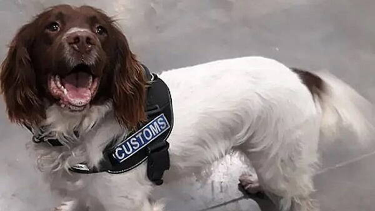 Revenue seized over €1,000 worth of contraband