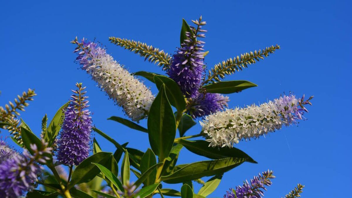 Veronica suits most gardens