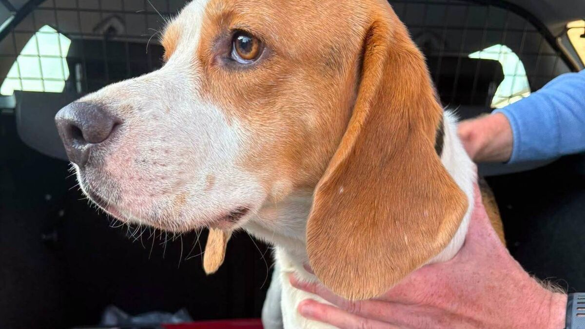 Waterford gardaí seek to reunite lost pooch with his person