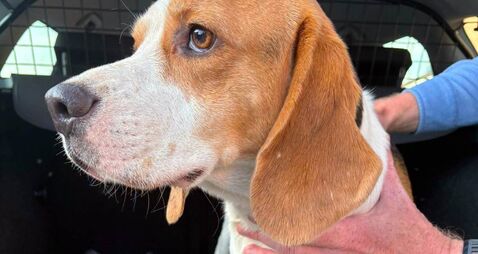 Waterford gardaí seek to reunite lost pooch with his person