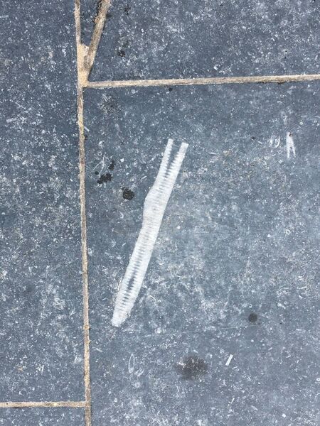 A crinoid fossil spotted on Broad Street A crinoid fossil spotted on Broad Street