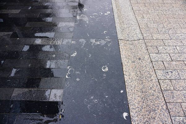 Various marine animals (brachiopods, corals and crinoids) preserved in paving stones around Cathedral Square Various marine animals (brachiopods, corals and crinoids) preserved in paving stones around Cathedral Square