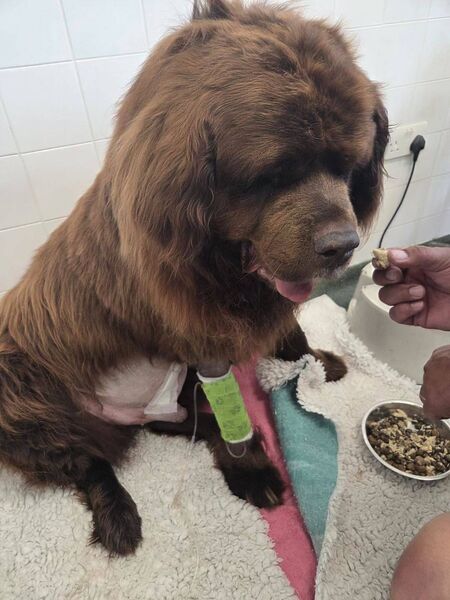 Bear during his recovery. Pic: City Vets FB