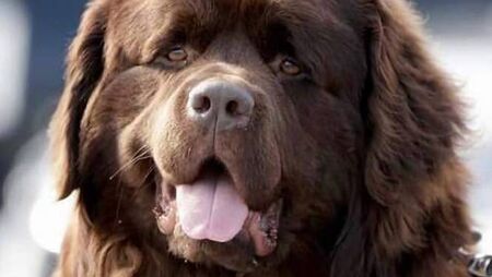 No grizzly tale as Waterford 'bear' story has happy ending