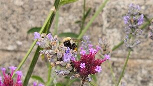 <p>The Parish Eco Group and the B Corridor have been busy creating a bee-friendly space in the carpark of Newtown Church. We think it might be working!</p>