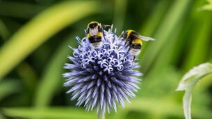 <p>The Wild Bee Festival “came home” to Waterford and journalist, Shannon Sweeney, went along to see what it was all about. Stock image</p> <p>The Wild Bee Festival “came home” to Waterford and journalist, Shannon Sweeney, went along to see what it was all about. Stock image</p>