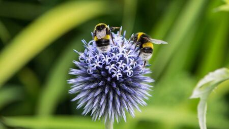 WATCH: Wild Bee Festival buzzes into Waterford