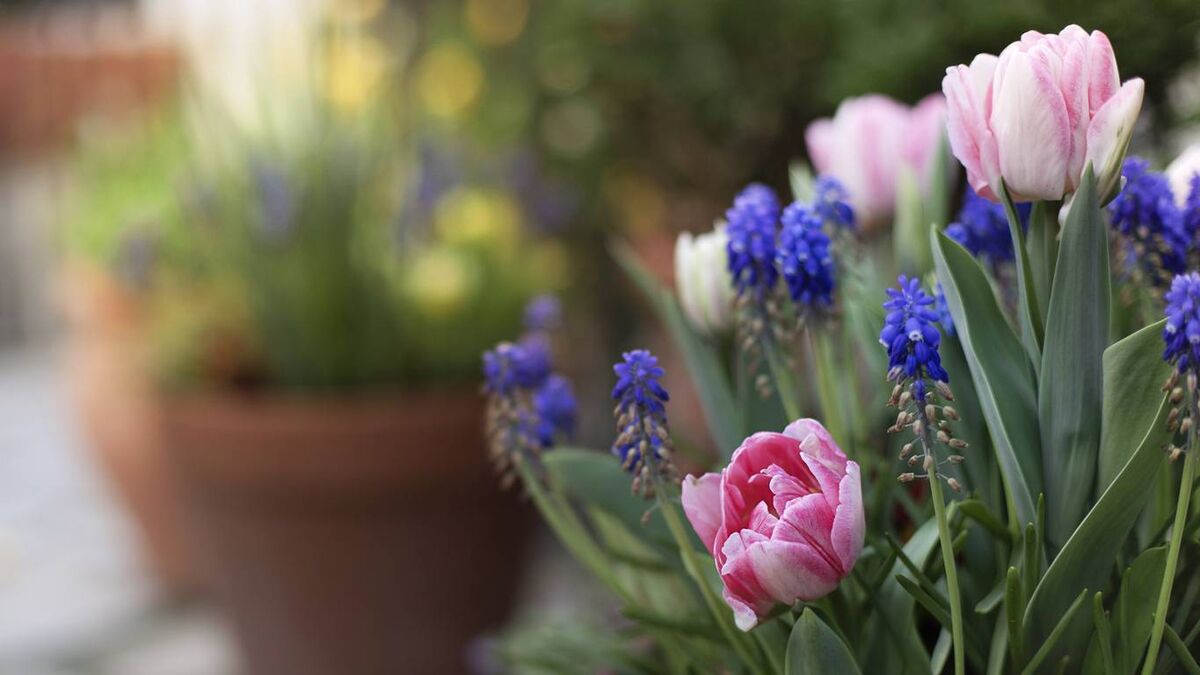 There is always space for bulbs in your life