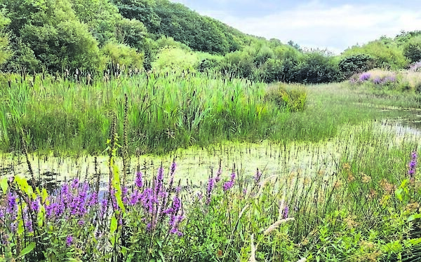 The Anne Valley Walk is a fantastic natural amenity