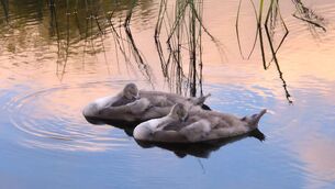 <p>Signets at Anne Valley. Pictures by Shannon Sweeney</p>