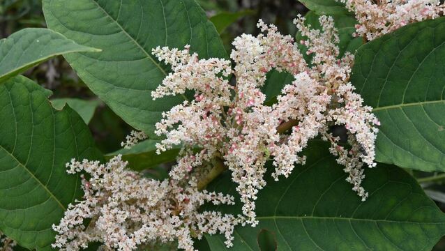Green Fingers: To plant a weed or knot is the question