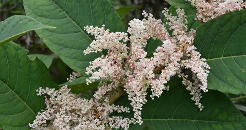 Green Fingers: To plant a weed or knot is the question