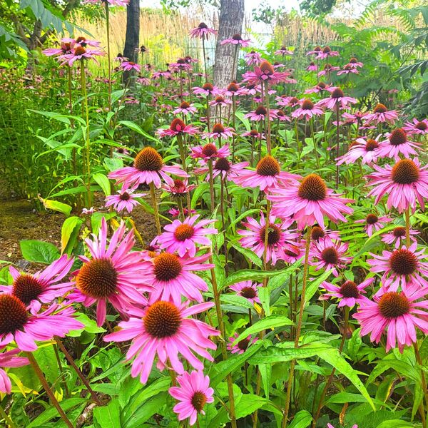 Japanese Gardens in bloom