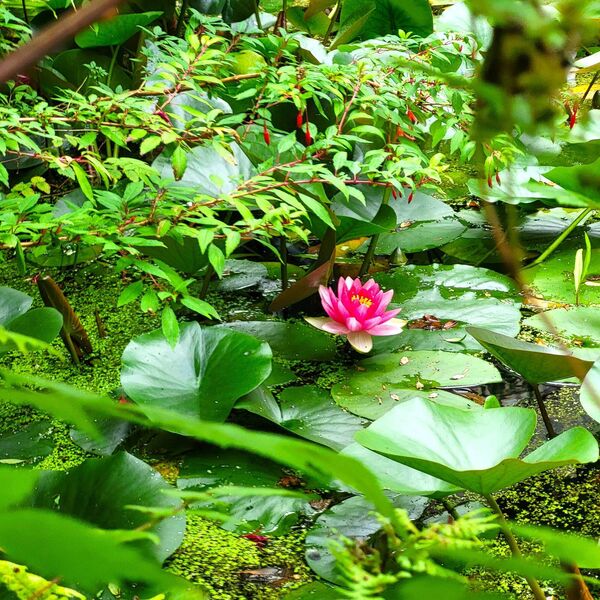 Waterlily in pond at Lismore Castle Gardens. 