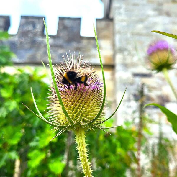 Bee at Lismore Castle Garden